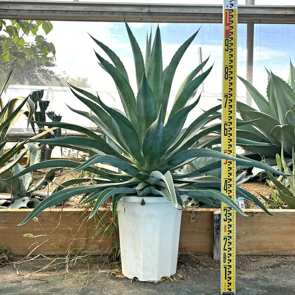 アガベ　パリー 吉祥天　大株　ドライガーデン 楽天市場】【送料無料】アガベ パリー コウエシー 吉祥天 新築