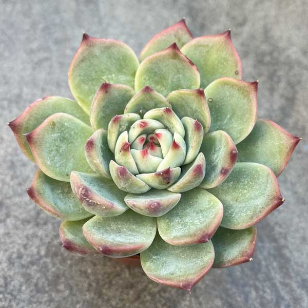 楽天市場】多肉植物 苗 スターマーク 韓国産 抜き苗 韓国苗 : Lea Mala