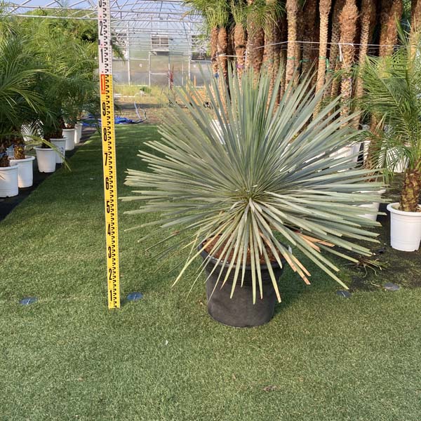 送料無料 ロストラータ ユッカ ロストラータ ブルースワン 観葉植物 お祝 新築祝い 開店祝い シンボルツリー 記念樹 ドライガーデン ロックガーデン Psicologosancora Es