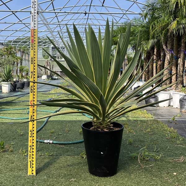 楽天市場】【送料無料】アガベ オバティフォリア フロスティ