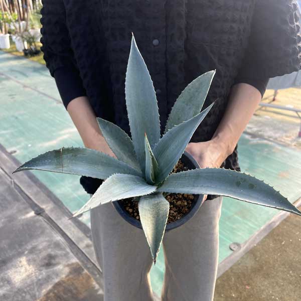 楽天市場】アガベ ベネズエラ 新築祝い ドライガーデン : Lea