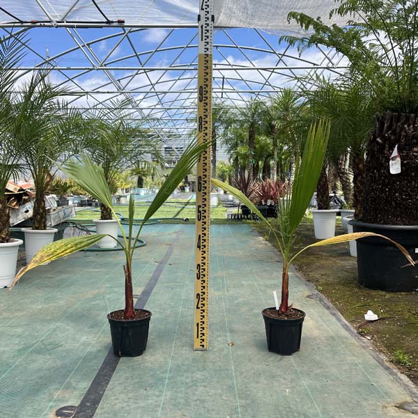 楽天市場】2022年入荷ヤシ!! 希少【送料無料】ココスヤシ パームツリー