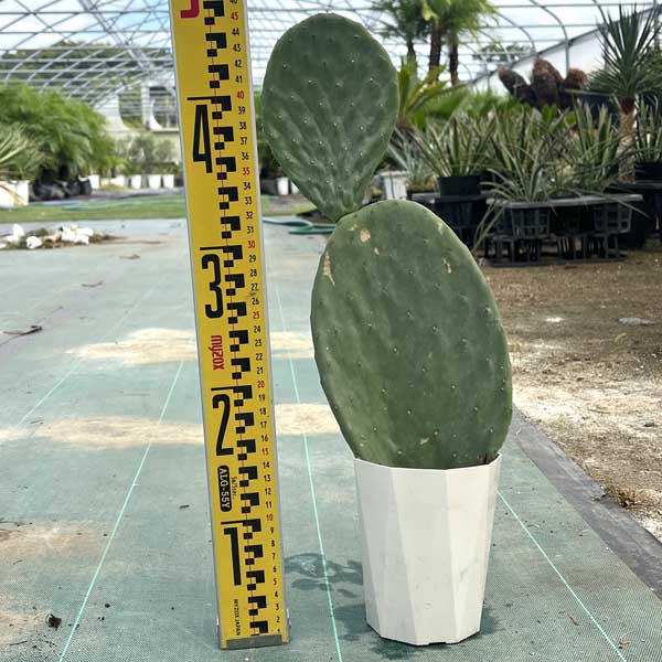 楽天市場】5頭立ち サボテン 柱サボテン 鬼面角 サボテン 多肉 楽天市場】5頭立ち サボテン 柱サボテン 鬼面角 サボテン 多肉