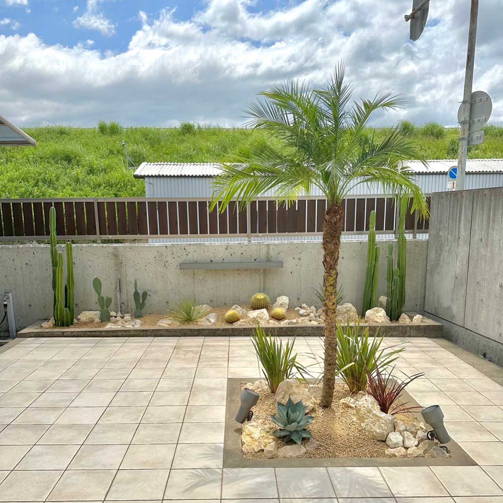 楽天市場】【現品発送 ※銀行振込のみ】 耐寒性 ヤシ 苗木 【ヤシの木