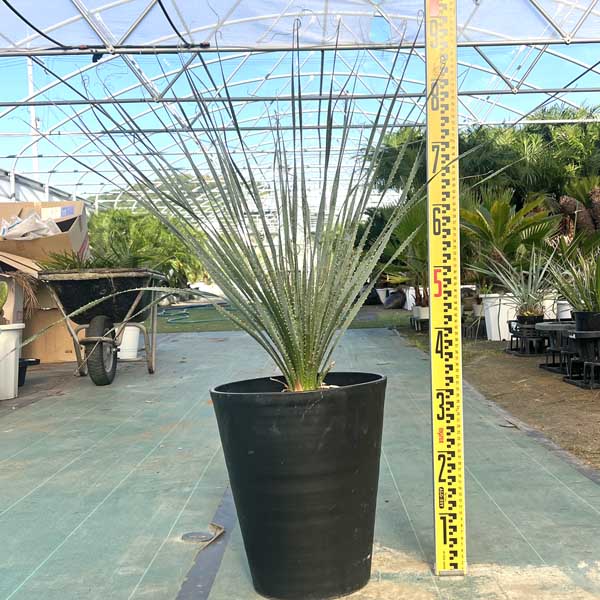 楽天市場】【現品発送】ダシリリオン グラウコフィルム 10号鉢植え