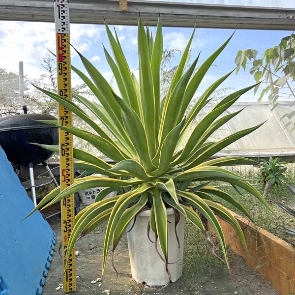 特大　アガベ ベネズエラ お祝 新築祝い 開店祝い 記念樹 ドライガーデン 楽天市場】アガベ ベネズエラ お祝 新築祝い 開店祝い 記念樹