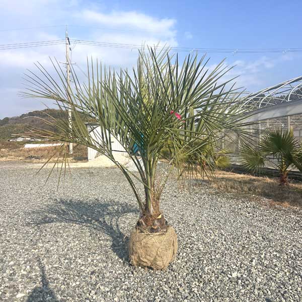 楽天市場】【根巻き】ココスヤシ 中株 幹太 苗木【maki】 : 千草園芸