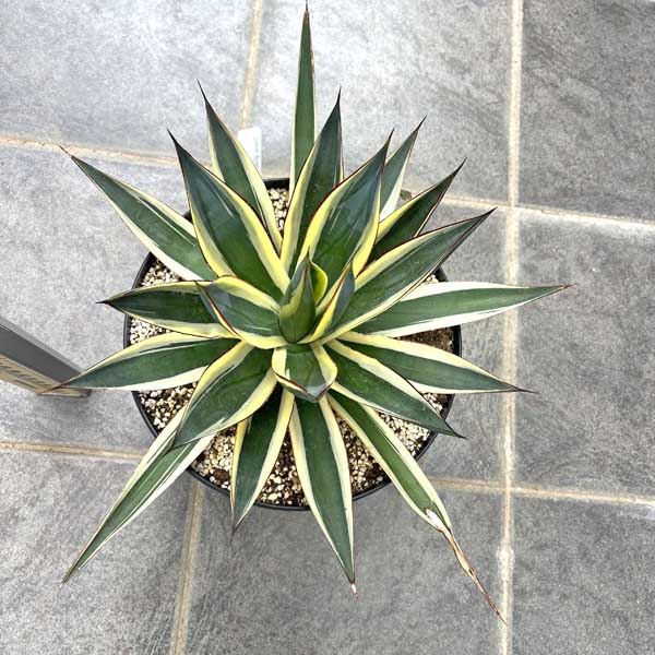 楽天市場】【送料無料】アガベ オバティフォリア フロスティブルー