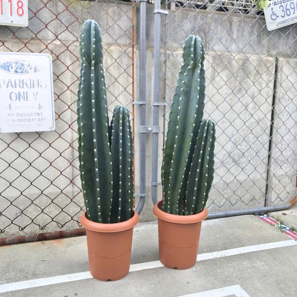 2頭立ち サボテン 柱サボテン サボテン トゲなし 8号 ドライガーデン 送料無料 Lojascarrossel Com Br