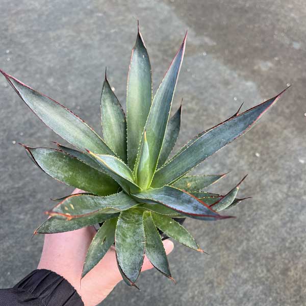 アガベ オバティフォリア　アイスハート　スペイン産 アガベ Agave オバティフォリア アイスハート お祝 新築祝い