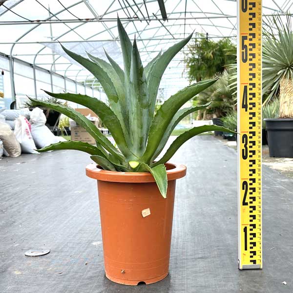 楽天市場】【送料無料】アガベ パリー 吉祥天 新築祝い 7号