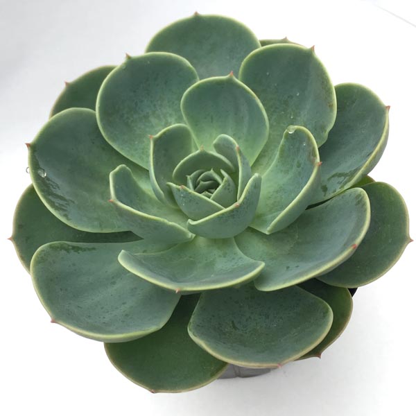 楽天市場】多肉植物 苗 スターマーク 韓国産 抜き苗 韓国苗 : Lea Mala