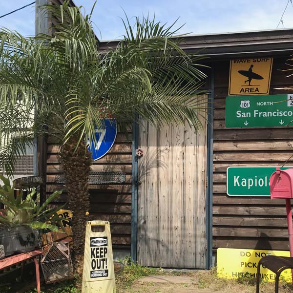 21年販売1000本突破 ロベヤシ 10号 0cm 2cm お祝 シンノウヤシ シンボルツリー ドライガーデン パームツリー フェニックス ヤシ ヤシの木 ロベ ロベレニー 新築祝い 椰子 観葉植物 記念樹 開店祝い 超目玉 12月 フェニックス