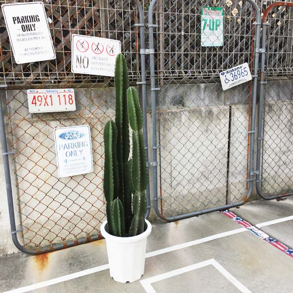 5頭立ち カクタス 柱カクタス 鬼面角 カクタス 多肉植物 尺鉢 10号 素っ気ない園地【貨物輸送無料】
