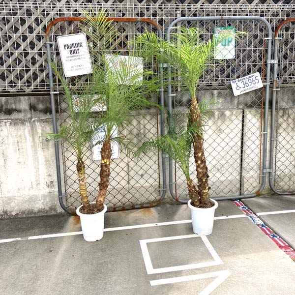 在庫一掃 観葉植物 双子珍しい2本立ち 送料無料 ロベヤシ フェニックス ロベレニー ヤシ ヤシの木 パームツリー 椰子 ロベ シンノウヤシ 観葉植物 お祝 新築祝い 開店祝い シンボルツリー 8号 記念樹 ドライガーデン Airspeedpress Com