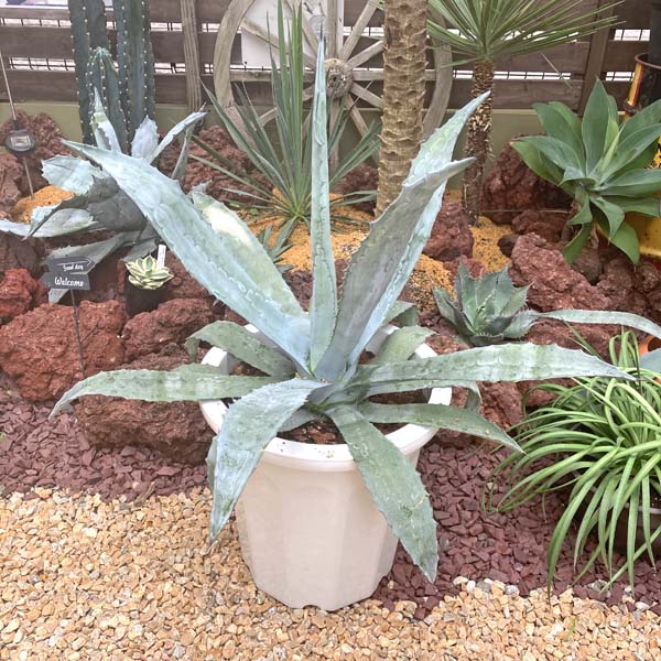 楽天市場】アガベ 、リュウゼツラン 【センチュリープラント】 ポット