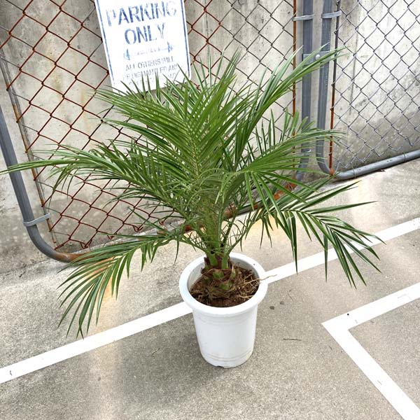 新発売 年販売600本突破 送料無料 ロベヤシ フェニックス ロベレニー ヤシ ヤシの木 パームツリー お祝 椰子 ロベ シンノウヤシ 観葉植物 お祝 新築祝い 開店祝い 年販売600本突破 花 観葉植物 シンボルツリー 7号 70 80cm 記念樹 Lea Mala Pua 店