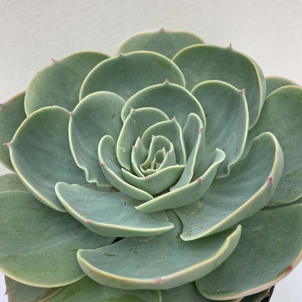 多肉植物 苗 大きな七福神 超ビッグ大きさ 抜き苗 多肉 エケベリア Doorswindowsstairs Co Uk