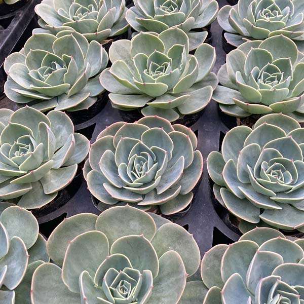 多肉植物 苗 大きな七福神 超ビッグ大きさ 抜き苗 多肉 エケベリア Doorswindowsstairs Co Uk