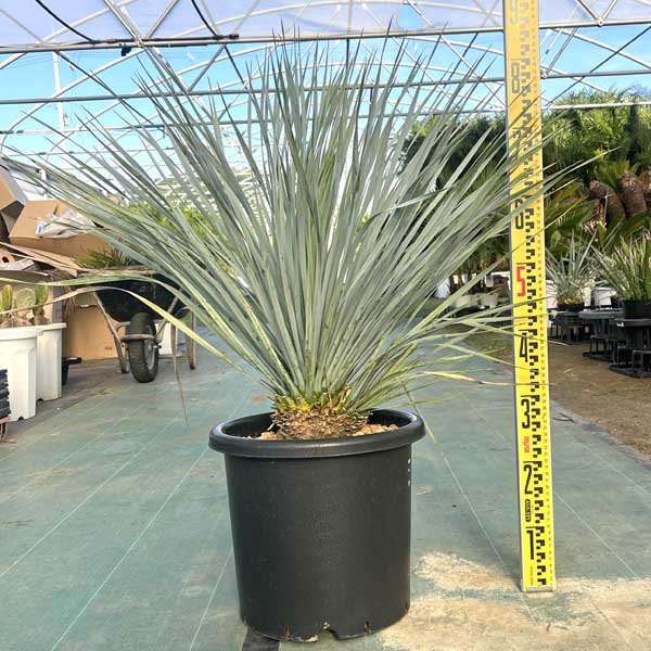 楽天市場】【現品発送】ユッカ ロストラータ 苗木 大株 幹太 H1.5m×W1