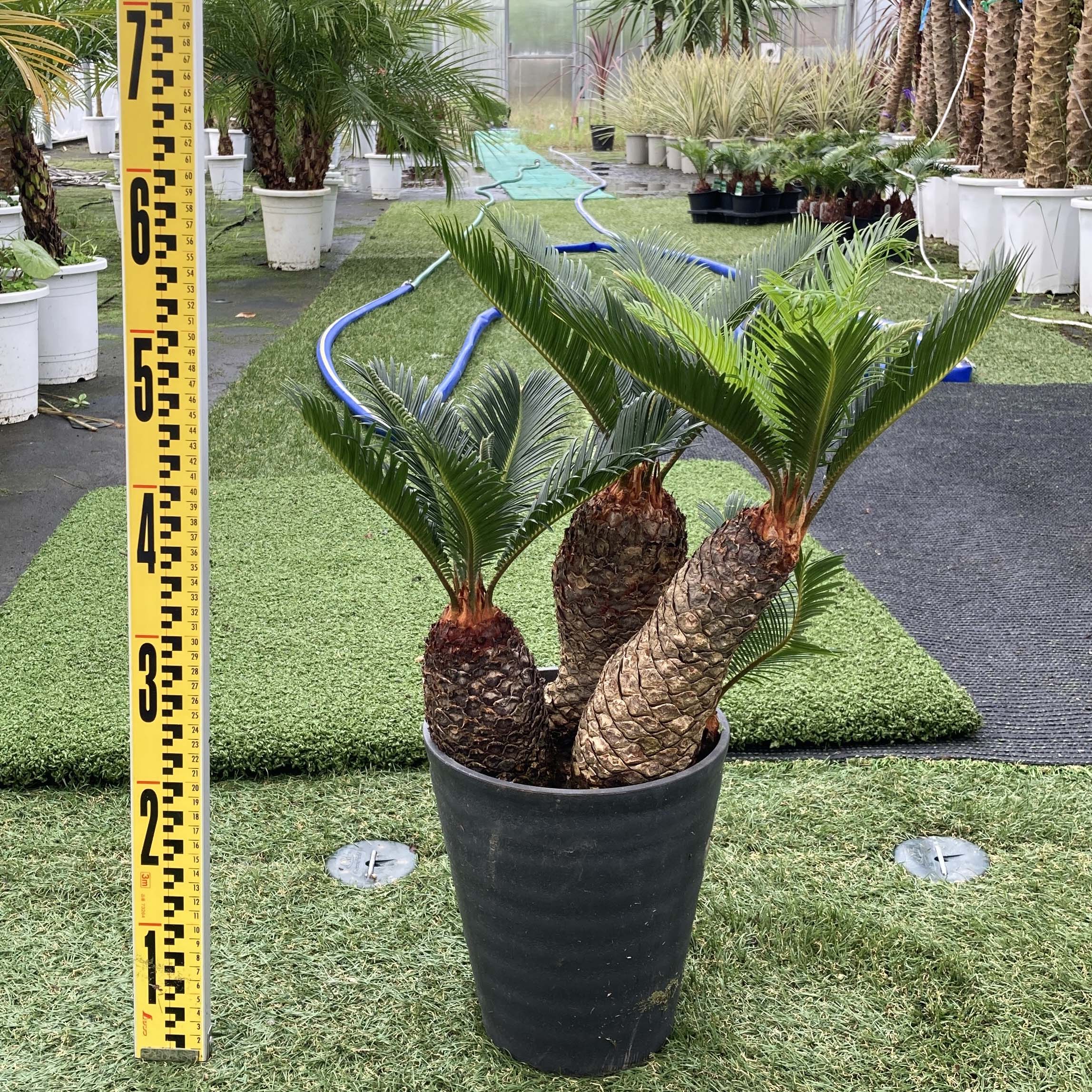 蘇鉄 ちょうどいいサイズ 観葉植物 3頭 送料無料 耐寒性 観葉植物 お祝 3頭 店 開店祝い 開店祝い ドライガーデン Lea シンボルツリー ソテツ 新築祝い Mala 記念樹 Pua