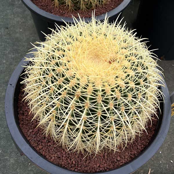 楽天市場】キンシャチ 金シャチ 金鯱 サボテン 8号・12号 新築祝い