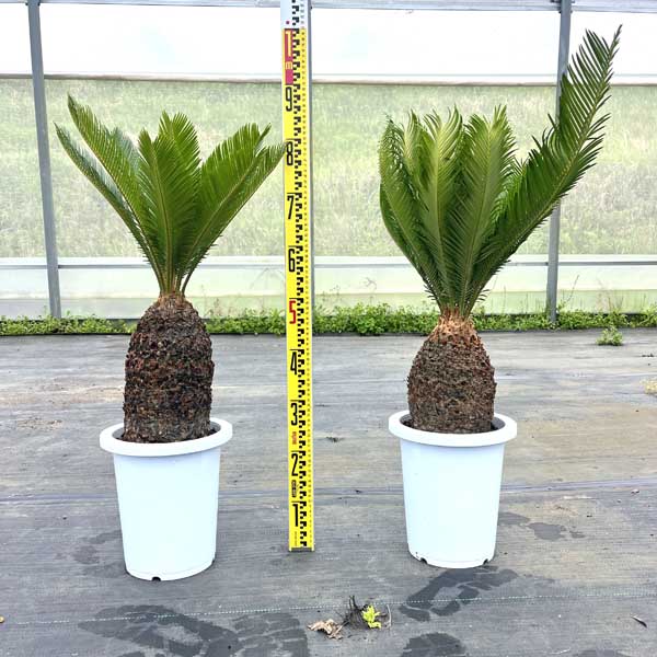 【極太株】ソテツ（蘇鉄）幹高◎ 迫力抜群‼️葉先190cm幹高90cm 極太株】ソテツ（蘇鉄）幹高◎ 迫力抜群‼️葉先190cm幹高90cm