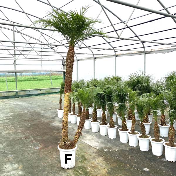 ロベヤシ 観葉植物 フェニックス ロベレニー パームツリー シンボルツリー 送料無料 椰子 記念樹 双子フェニックス ロベレニー 双子珍しい2本立ち240cm 250cmcm ヤシ シンノウヤシ 観葉植物 新築祝い ロベ ヤシの木 お祝 開店祝い シンボルツリー 10号 記念樹