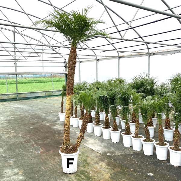 ロベヤシ 観葉植物 フェニックス ロベレニー パームツリー シンボルツリー 送料無料 椰子 記念樹 双子フェニックス ロベレニー 双子珍しい2本立ち240cm 250cmcm ヤシ シンノウヤシ 観葉植物 新築祝い ロベ ヤシの木 お祝 開店祝い シンボルツリー 10号 記念樹 ロベヤシ 観葉植物 フェニックス ロベレニー パームツリー シンボルツリー 送料無料 椰子 記念樹 双子フェニックス ロベレニー 双子珍しい2本立ち240cm 250cmcm ヤシ シンノウヤシ 観葉植物 新築祝い ロベ ヤシの木 お祝 開店祝い シンボルツリー 10号 記念樹