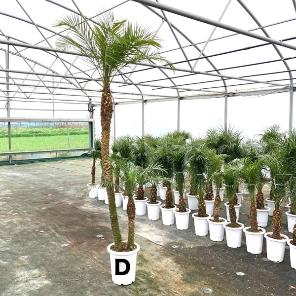 ロベヤシ 観葉植物 フェニックス ロベレニー パームツリー シンボルツリー 送料無料 椰子 記念樹 双子フェニックス ロベレニー 双子珍しい2本立ち240cm 250cmcm ヤシ シンノウヤシ 観葉植物 新築祝い ロベ ヤシの木 お祝 開店祝い シンボルツリー 10号 記念樹