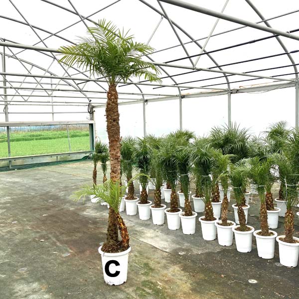 ロベヤシ 観葉植物 フェニックス ロベレニー パームツリー シンボルツリー 送料無料 椰子 記念樹 双子フェニックス ロベレニー 双子珍しい2本立ち240cm 250cmcm ヤシ シンノウヤシ 観葉植物 新築祝い ロベ ヤシの木 お祝 開店祝い シンボルツリー 10号 記念樹 ロベヤシ 観葉植物 フェニックス ロベレニー パームツリー シンボルツリー 送料無料 椰子 記念樹 双子フェニックス ロベレニー 双子珍しい2本立ち240cm 250cmcm ヤシ シンノウヤシ 観葉植物 新築祝い ロベ ヤシの木 お祝 開店祝い シンボルツリー 10号 記念樹