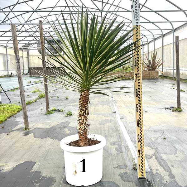 楽天市場】【送料無料】 ダブルヘッド ロストラータ ユッカ