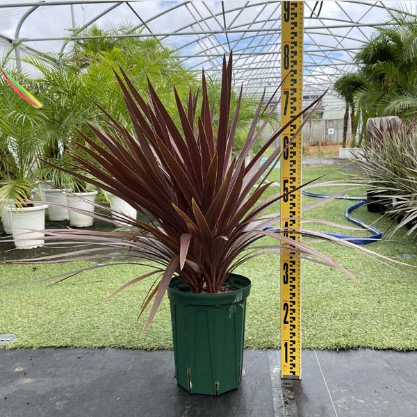 コルディリネ 定番の人気植物 ダブル ドライガーデン 花 観葉植物 送料無料 耐寒性 コルジリネ レッドスター 観葉植物 コルジリネ コルディリネ 定番の人気植物 ダブル ドライガーデン 花 観葉植物 送料無料 耐寒性 コルジリネ レッドスター 観葉植物 コルジリネ
