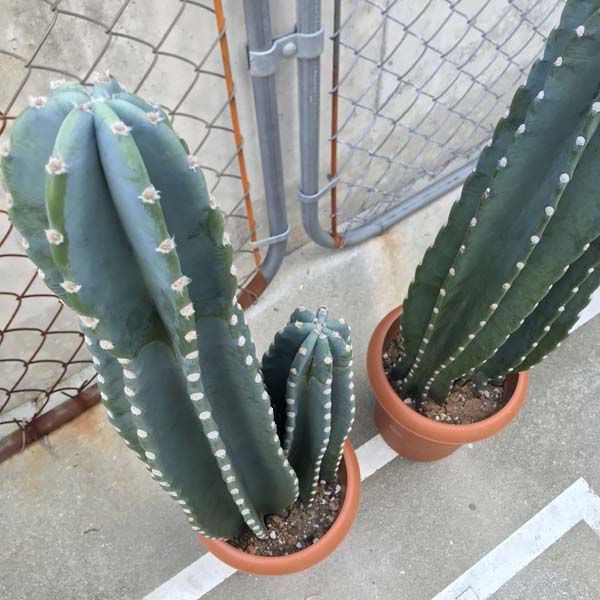 2頭立ち サボテン 柱サボテン サボテン トゲなし 8号 ドライガーデン 送料無料 Lojascarrossel Com Br