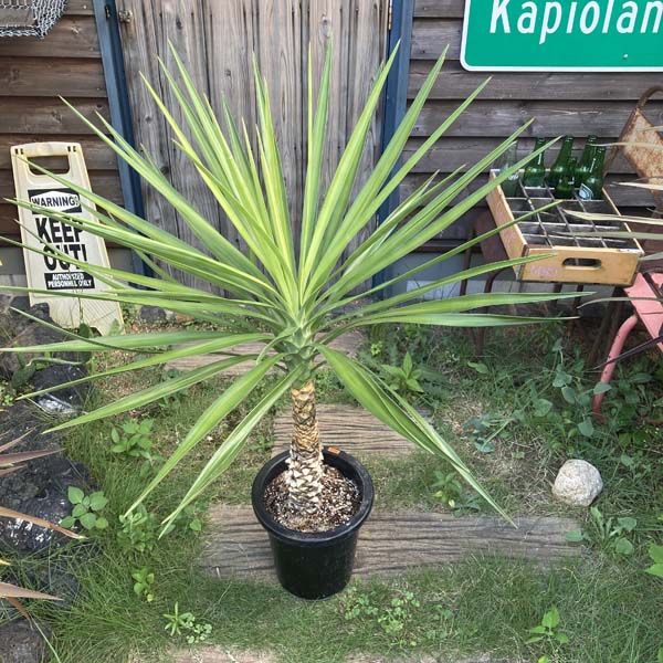観葉植物 お祝 アロイフォリア お祝 ユッカ アロイフォリア 耐寒性 開店祝い ドライガーデンぴったり 新築祝い 8号 送料無料 シンボルツリー シンボルツリー 110cm 記念樹 耐寒性 ドライガーデン Lea Mala Pua 店 観葉植物 お祝 アロイフォリア お祝 ユッカ アロイフォリア 耐寒性 開店祝い ドライガーデンぴったり 新築祝い 8号 送料無料 シンボルツリー シンボルツリー 110cm 記念樹 耐寒性 ドライガーデン Lea Mala Pua 店