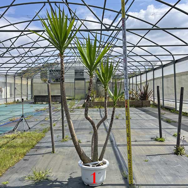 楽天市場】【送料無料】アガベ オバティフォリア フロスティブルー