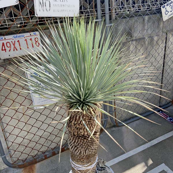 ドライガーデンぴったり 送料無料 ロストラータ 観葉植物 ロストラータ ユッカ ロストラータ 送料無料 観葉植物 お祝 新築祝い 開店祝い シンボルツリー 130cm 記念樹 ドライガーデン ロックガーデン Lea Mala Pua 店 ドライガーデンぴったり 送料無料 ロストラータ 観葉植物 ロストラータ ユッカ ロストラータ 送料無料 観葉植物 お祝 新築祝い 開店祝い シンボルツリー 130cm 記念樹 ドライガーデン ロックガーデン Lea Mala Pua 店