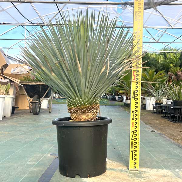 楽天市場】【送料無料】アガベ オバティフォリア フロスティブルー