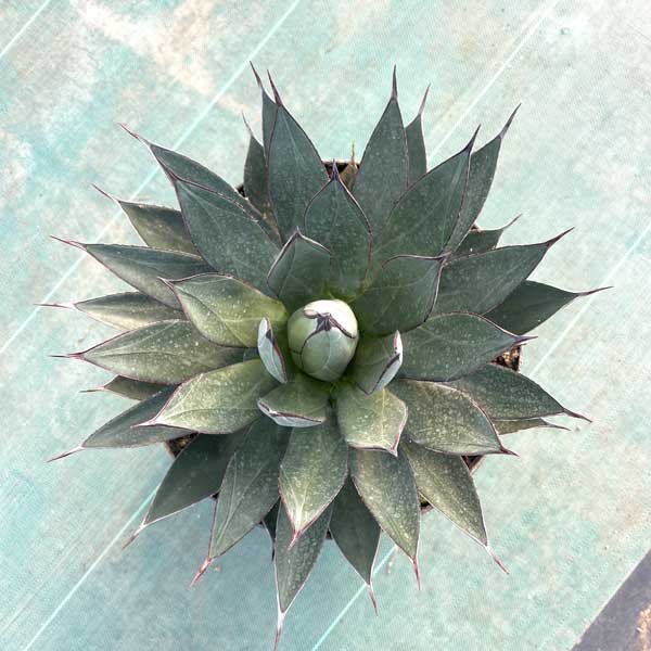 楽天市場】【送料無料】アガベ ブルーブライアン お祝 新築祝い 開店