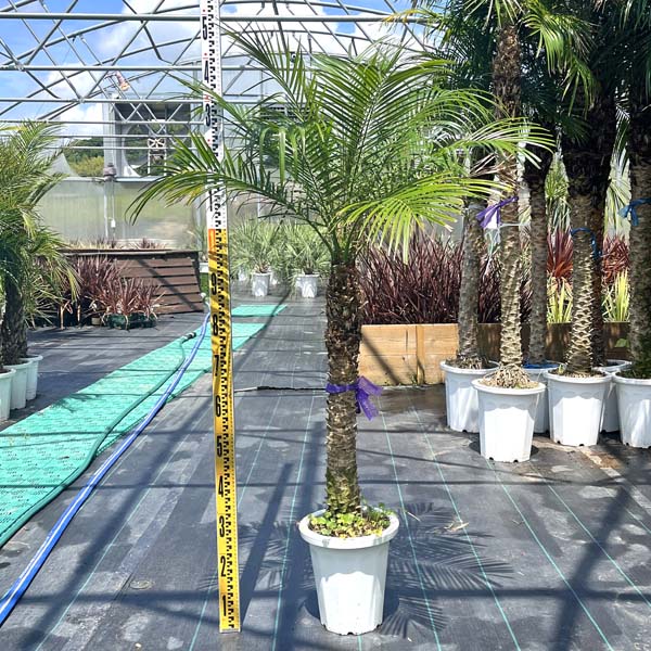 楽天市場】【直接引き取りのみ】ココスヤシ樹高約3.5m(根鉢含まず)南国