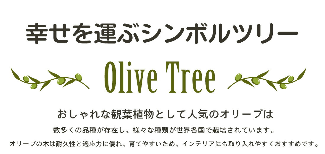 オリーブ アルベキーナ オリーブ ギフト観葉植物 オリーブの木 シンボルツリー ギフト 鉢植え 誕生日 開店 引越 祝い 引越祝い 新築祝い インテリア 大きいサイズ スペイン産 送料無料 Cooltonindia Com
