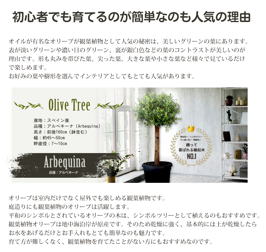 オリーブ アルベキーナ オリーブ ギフト観葉植物 オリーブの木 シンボルツリー ギフト 鉢植え 誕生日 開店 引越 祝い 引越祝い 新築祝い インテリア 大きいサイズ スペイン産 送料無料 Cooltonindia Com