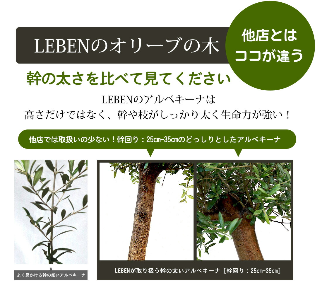 オリーブ アルベキーナ オリーブ ギフト観葉植物 オリーブの木 シンボルツリー ギフト 鉢植え 誕生日 開店 引越 祝い 引越祝い 新築祝い インテリア 大きいサイズ スペイン産 送料無料 Napierprison Com