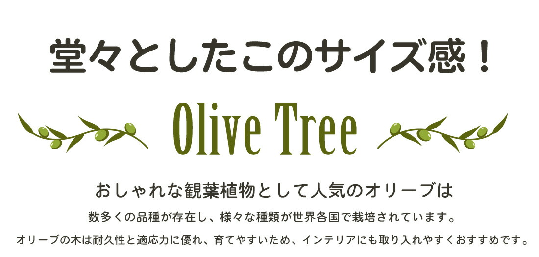 オリーブ オヒブランカ オリーブ ギフト観葉植物 オリーブの木 シンボルツリー ギフト 鉢植え 誕生日 開店 引越 祝い 引越祝い 新築祝い インテリア 大きいサイズ スペイン産 Prescriptionpillsonline Is