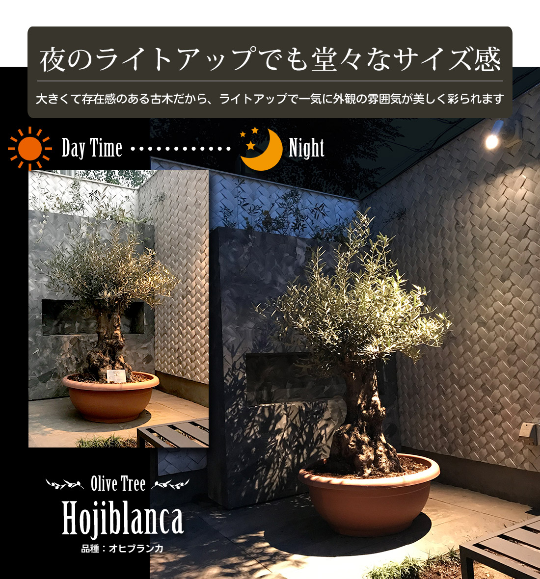 格安 観葉植物 オリーブの木 7号 ヨーロピアーナ スタンド 珍しい Inalta Com Pe