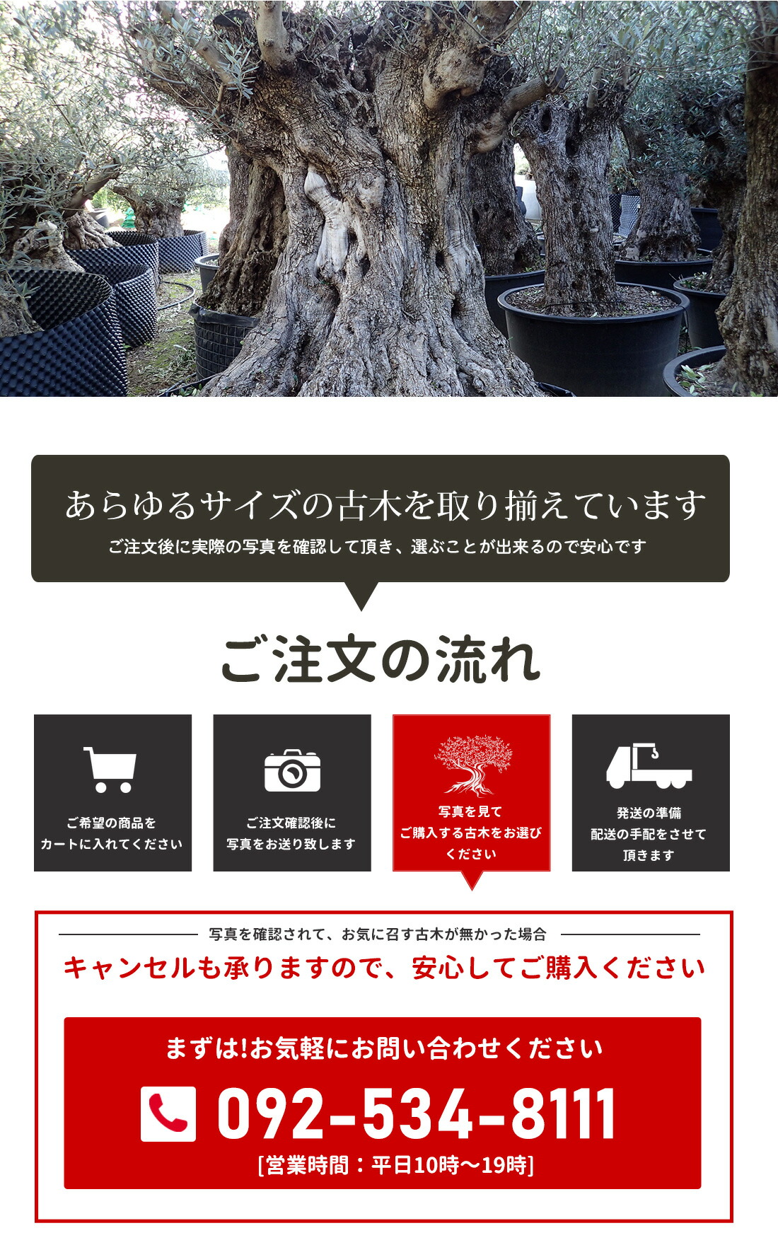 楽天市場 オリーブ園拡大移転のため格安で オリーブの木 古木 オリーブ 古木ならではの圧巻の樹形 観葉植物 オリーブの木 シンボルツリー ギフト 鉢植え 大きいサイズ アルベキーナ オヒブランカ レチン メガリティキ スペイン産 ギリシャ産 リーベン ヨーロッパの