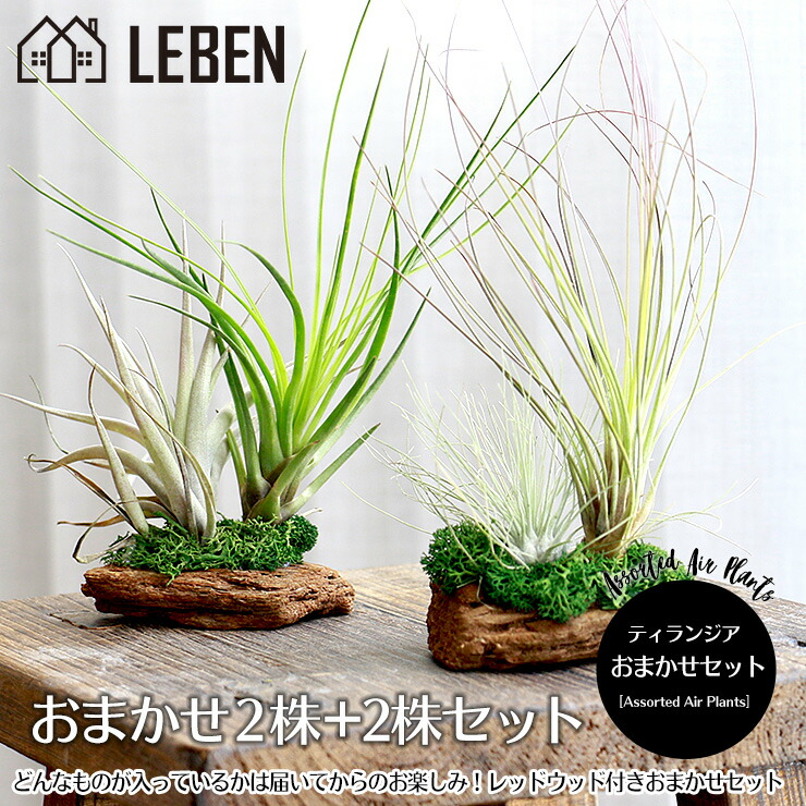 エアプランツ セット おまかせ レッドウッド アソート 2株 2株セット エアープランツ エアプランツ 観葉植物 ティランジア チランジア 壁掛け 吊り下げ インテリア 誕生日 ギフト 丈夫 人気 育てやすい Educaps Com Br