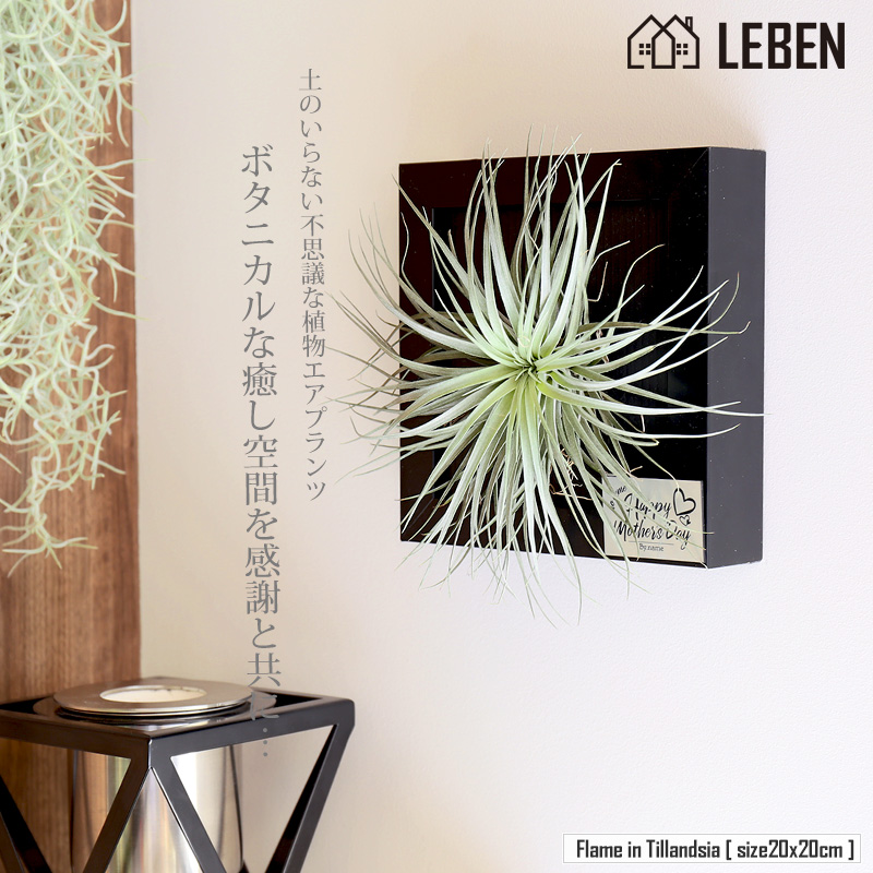 楽天市場 名入れ ギフト プレゼント 植物 Flame In Tillandsia xcm 壁掛け フレーム 寄せ植え エアープランツ エアプランツ 観葉植物 母の日 母 お誕生日 プレゼント高級 おしゃれ お祝い 還暦祝い 古希 喜寿 米寿 長寿 リーベン ヨーロッパの暮らし