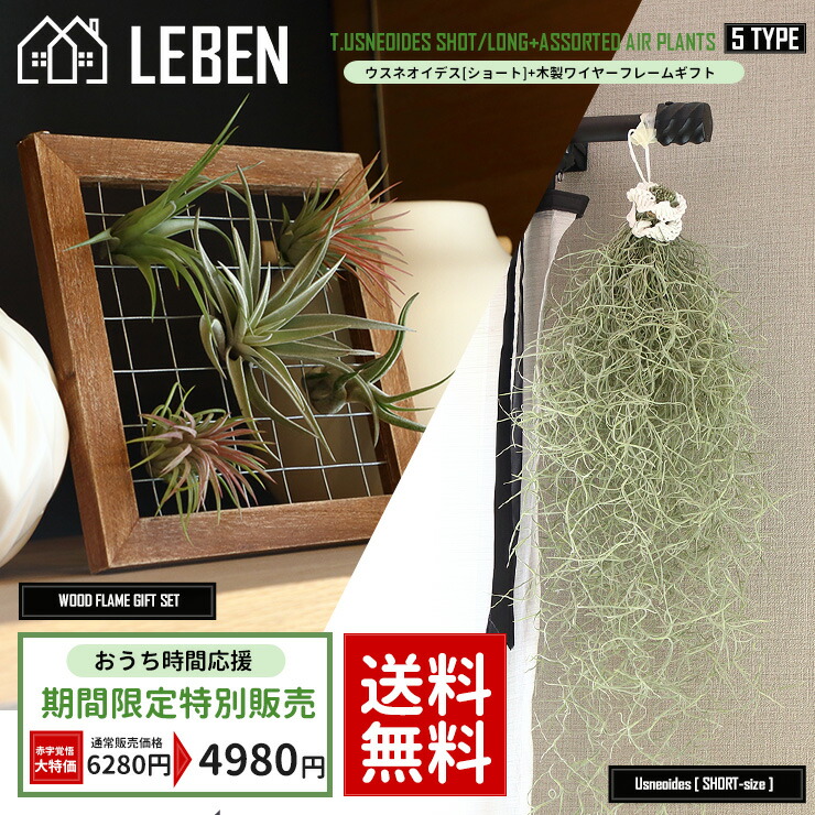 楽天市場 期間限定販売 エアプランツ セット 得々セット ウスネオイデス ショート 木製ワイヤーフレーム エアプランツ5種 エアープランツ エアプランツ 観葉植物 ティランジア チランジア 壁掛け 吊り下げ インテリア 誕生日 ギフト リーベン ヨーロッパの暮らし