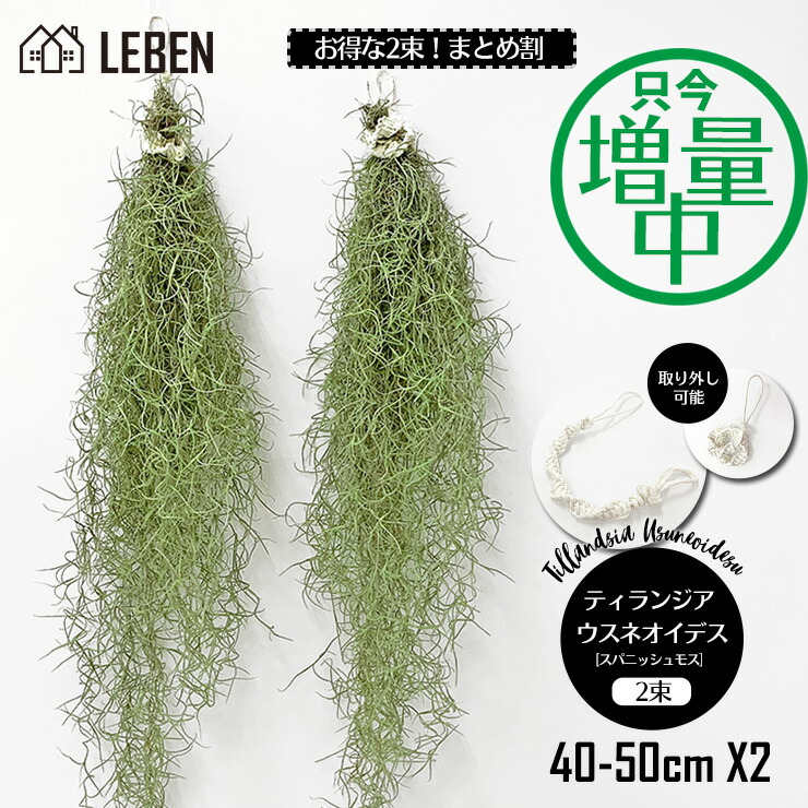 人気が高い Sold Out ウスネオイデス スパニッシュモス チランジア エアプランツ フラワー ガーデン Viapaisagemurbana Eco Br